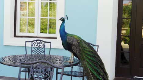 Peacock-standing-on-a-table