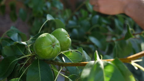 Un-Agricultor-De-Un-Huerto-De-Frutas-Revisando-Las-Peras-Maduras-En-Un-árbol-Orgánico-Verde-Antes-De-La-Cosecha