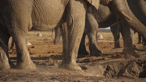 Elefant-Benutzt-Seinen-Rüssel,-Um-Sich-Selbst-Mit-Wasser-Zu-Bespritzen