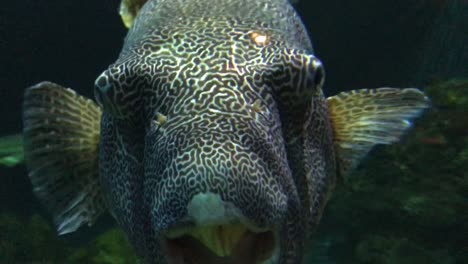 Korallenrollenfisch,-Fisch-Mit-Stummem-Gesicht,-Nahaufnahme,-Fisch-Mit-Schwarzem-Muster-Darauf