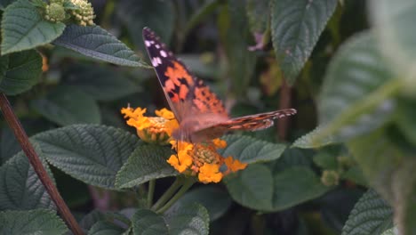 Dieses-Video-Zeigt-Eine-Nahaufnahme-Eines-Schmetterlings-Auf-Einer-Blume-In-Einem-Busch