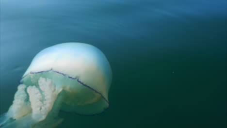 Barrel-Jellyfish-floating-offshore-in-Cornish-tranquil-coastal-waters