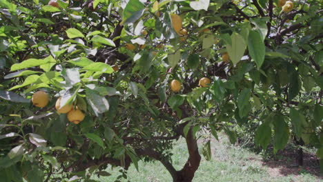 Close-up-PAN-Footage-of-a-lemon-tree-located-at-Kalamata,Greece