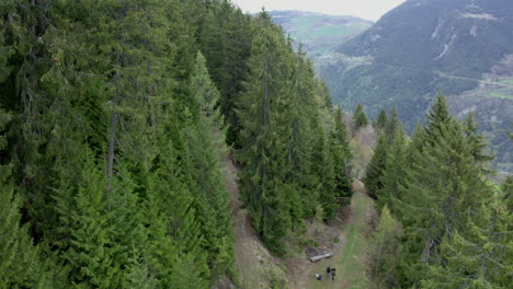 Aerial-view-of-a-pine-forest-with-a-path-in-the-middle