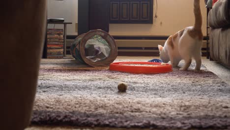 Entzückende-Junge-Katze-Spielt-Apportieren-Mit-Spiralförmigem-Katzenspielzeug,-Kätzchen-Geht-Mit-Frühlingsspielzeug-Auf-Die-Kamera-Zu