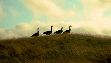 Four-geese-on-Bandon-Dunes-golf-course-in-Oregon,-silhouetted