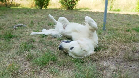Weißer-Hund-Rollt-Auf-Dem-Rücken-Im-Gras