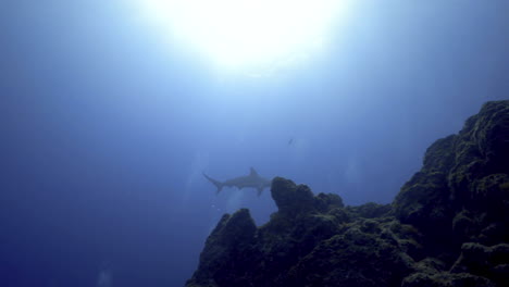 Ein-Einsamer-Hammerhai-Schwimmt-In-Der-Ferne-Im-Klaren-Blauen-Wasser