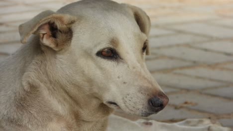 Süßer-Und-Traurig-Aussehender-Straßenhund