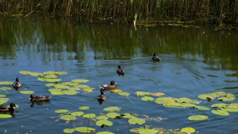 Bunch-of-ducks-are-swimming-away-from-the-camera-on-the-water-wich-is-full-of-lilies