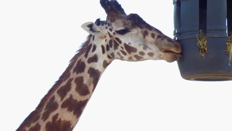 Eine-Fütternde-Giraffe,-Nahaufnahme