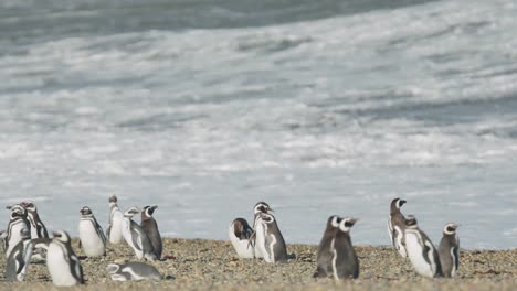 Penguin-breaking-out-of-huddle-near-water-on-beach