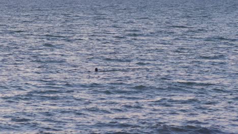 Mid-adult-male-swimming-in-calm-sea-at-sunset,-medium-shot-from-a-distance