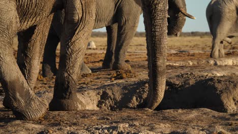 Three-elephants,-mud-bath-in-dry-savannah,-low-angle-static-shot