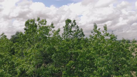 Luftaufnahme-Im-Grünen-Park,-Ermland-Und-Masuren-Natürlicher-Ort-Mit-Grünem-Gras-Und-Hohen-Bäumen,-Schöne-Wolken-Am-Himmel