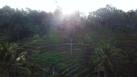 Drone-Shot-panning-down-and-revealing-many-beautiful-Rice-Terraces-in-Bali,-Indonesia