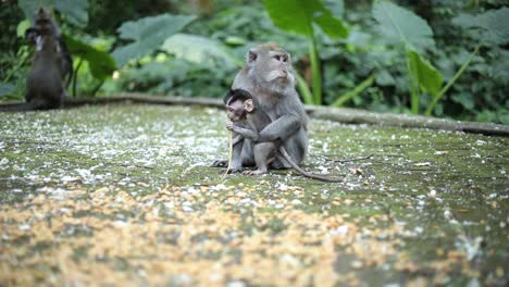 A-mother-monkey-watching-over-her-cute-baby-monkey-while-the-baby-plays-with-and-chews-on-a-leaf
