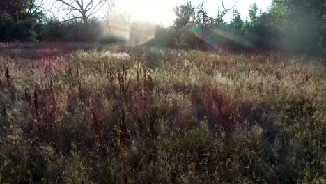 A-drone-flight-above-the-plants-in-a-field-during-sunset-as-the-light-shines-through-the-stems-and-leaves