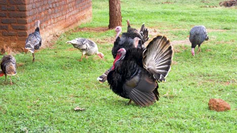 A-group-of-turkeys-walking-around-on-grass