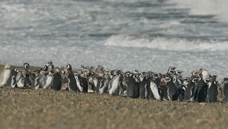 Grupo-De-Pingüinos-En-La-Patagonia-En-Una-Playa-Rocosa