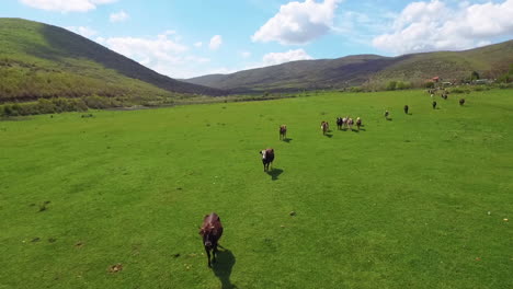 Aerial-view-of-cows-herding-and-running-on-green-field