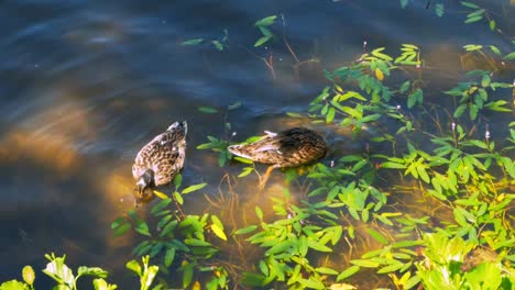 Ducks-diving-into-brown-water-with-green-plants-on-it-for-food
