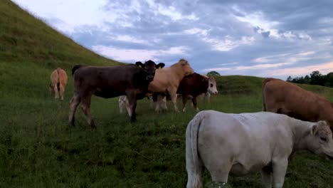 Handheld-Wide-Shot-of-a-Bunch-of-Cows-Indiscreetly-Going-Near-Each-Other-and-Gores-Each-Other-In-a-Late-Summer-Evening-in-Loderup-Skane-in-South-Sweden