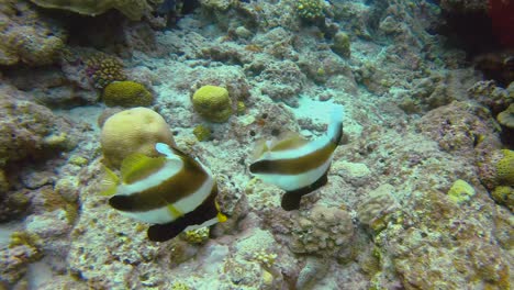Zwei-Buckelkopf-Wimpelfische-Schwimmen-Im-Offenen-Meer-über-Einem-Korallenriff