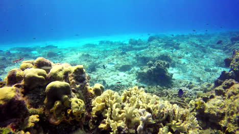 Ein-Großer-Barrakuda-Schwimmt-Am-Korallenriff