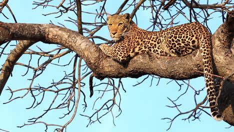 Atemberaubende-Aufnahme-Einer-Leopardin,-Die-Bei-Sonnenuntergang-Auf-Einem-Ast-Ruht