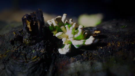 Der-Biolumineszierende-Pilz-Panellus-Stipticus-Leuchtet-Bei-Schwachem-Tageslicht