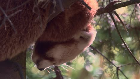 Nahaufnahme-Eines-Roten-Pandas,-Der-Auf-Einem-Baum-Ruht