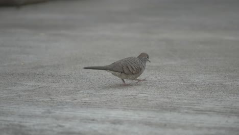 Pigeon,-Dove
Thai-Pigeon,-Thai-Dove