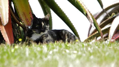 Female-tortoise-shell-cat-leaps-out-from-under-an-aloe-tree-to-attack-the-camera