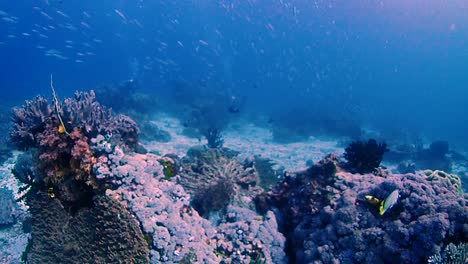Deslizándose-Sobre-Un-Arrecife-De-Coral-Mientras-Miles-De-Peces-Fusileros-Nadan-Por-La-Carretera-Submarina