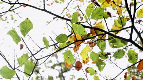 Bunte-Blätter-In-Herbsttönen,-Die-Sich-Im-Wind-Im-Wald-In-Worcestershire,-England,-Großbritannien-Bewegen