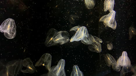 Jellyfish---Bolinopsis-sp