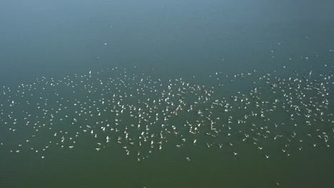 Vögel-Fliegen-über-Einen-See