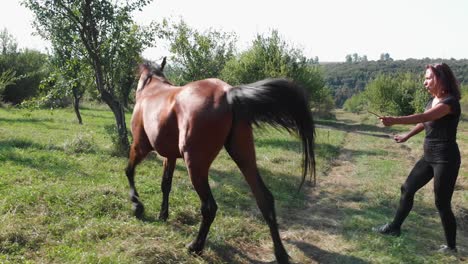 Girl-is-teaching-young-horse-to-walk-in-circle,-medium-tracking-shot---Bulgaria