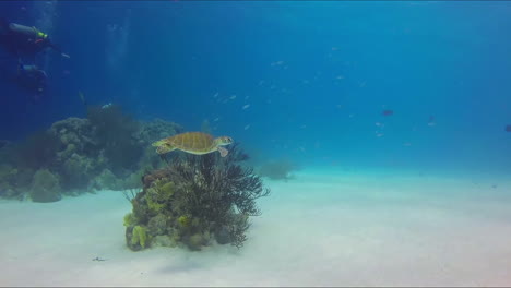 Eine-Meeresschildkröte-Schwimmt-Nahe-Am-Meeresgrund