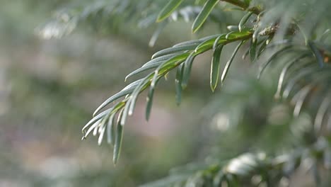Pine-leaves-blow-in-breeze