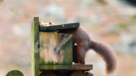 Rotes-Eichhörnchen-Besucht-Futterbox-In-Einem-Garten-In-Cumbria