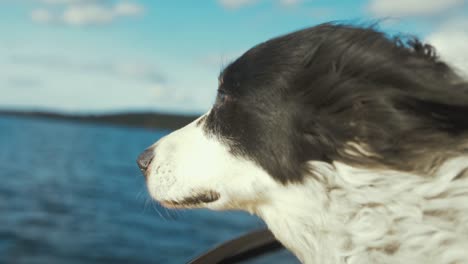 Cute-happy-dog-looking-out-of-boat-slow-motion