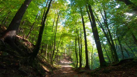 Hiking-down-a-forested-trail-then-stopping-to-look-up-into-the-tree-canopy