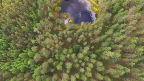 Stunning-aerial-footage-of-a-small-forest-pond-in-the-middle-of-the-coniferous-forest