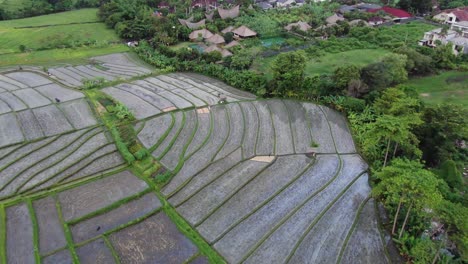 Luftaufnahmen-Von-Goldenen-Reisfeldern-Bei-Sonnenuntergang-In-Richtung-Einer-Luxusvillenanlage
