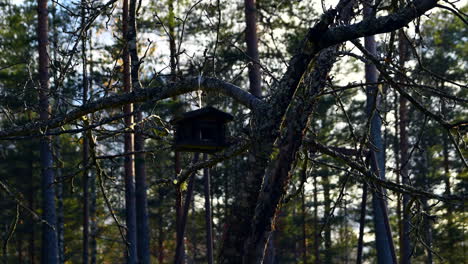 Zeitrafferaufnahme-Eines-Sich-Drehenden-Vogelhäuschens,-Der-An-Einem-Apfelbaum-In-Finnland-Hängt