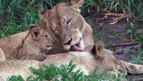 Adorable-behaviour-of-a-lioness-grooming-and-interacting-with-her-cubs-in-the-wilderness-of-Africa