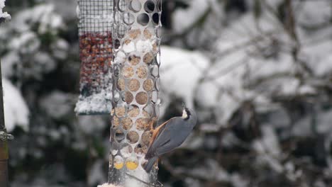 Slow-motion-shot-of-a-Nuthatch-flying-in-onto-a-Garden-bird-feeder-in-snowy-cold-conditions