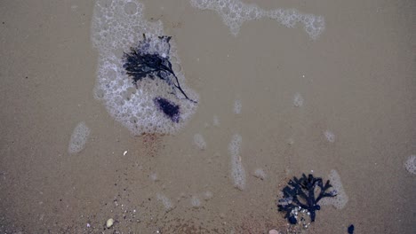 Algas-Arrastradas-Por-Las-Olas-Del-Mar-Báltico